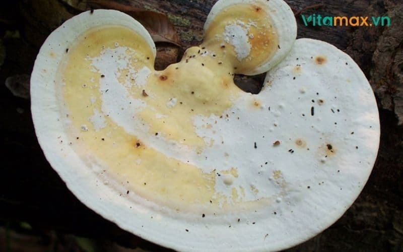 các loại nấm linh chi và công dụng