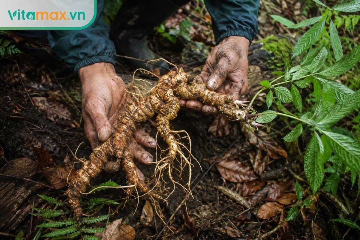14 loại sâm Việt Nam phổ biến tốt sức khỏe