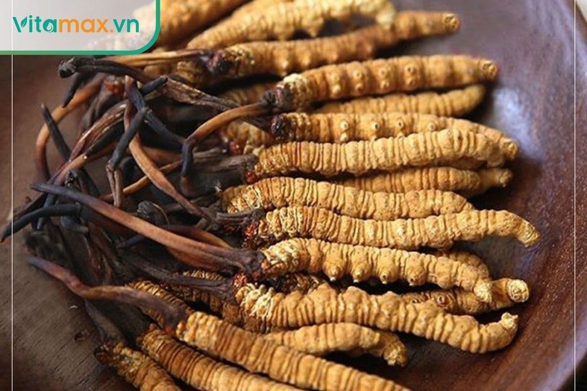 Có bao nhiêu loại đông trùng hạ thảo? Loại nào tốt?