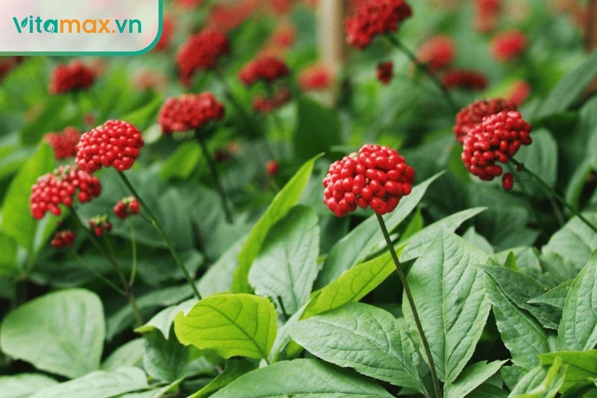 Lá sâm Hàn Quốc dùng được không? Các sử dụng an toàn