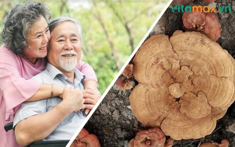 Nấm Linh Chi Chữa Bệnh Gan: "Thần Dược" Lá Gan & Cách Dùng
