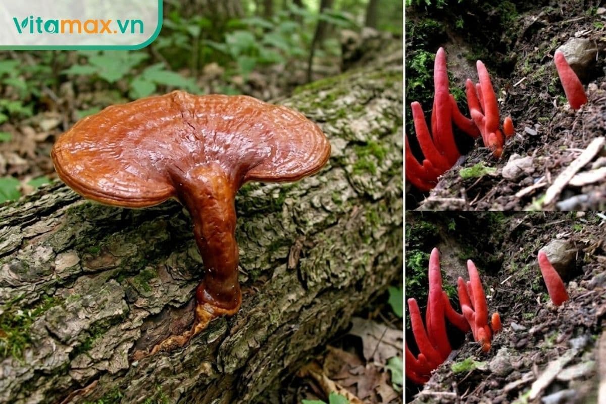 Hướng dẫn phân biệt nấm linh chi và nấm độc thường gặp ở Việt Nam