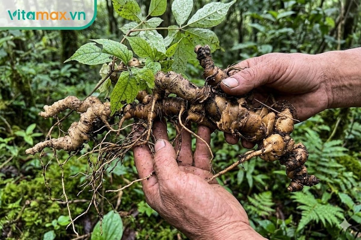 Dấu Hiệu phân biệt sâm Ngọc Linh giả & các chiêu trò hiện nay