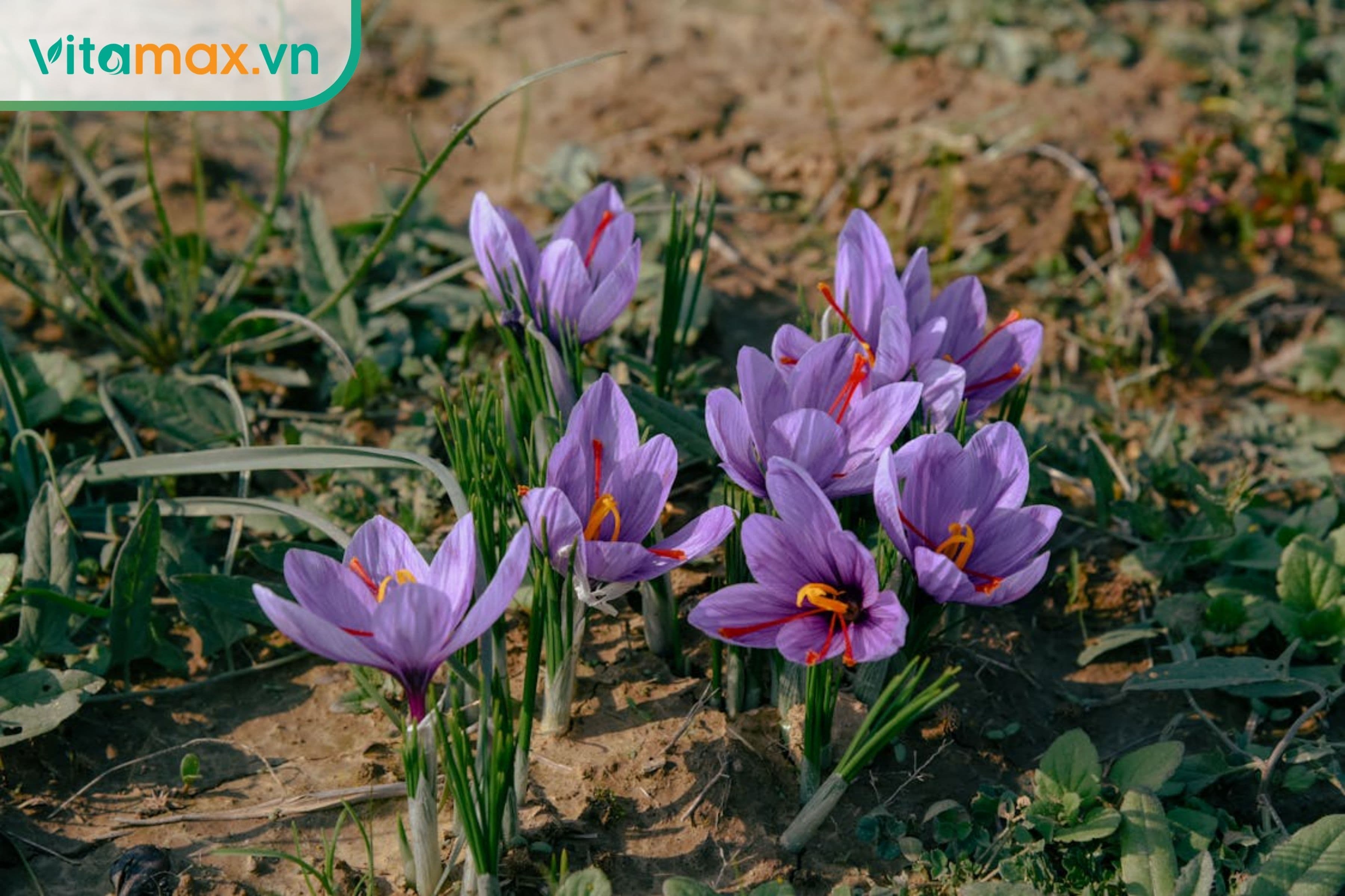 Saffron có mấy loại hiện nay? Nên chọn loại nào để sử dụng?