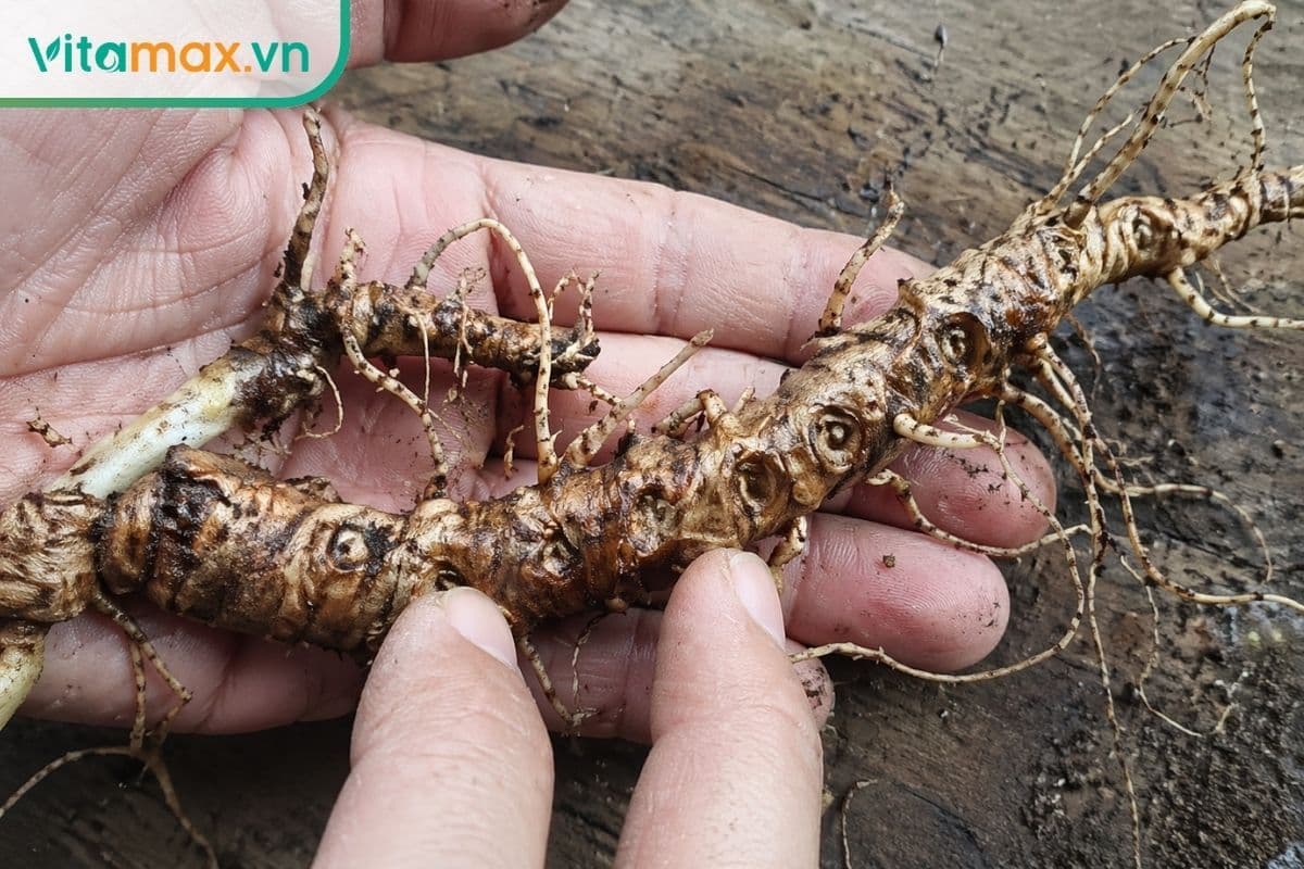 3 Cách tính tuổi sâm ngọc linh đơn giản chính xác cao