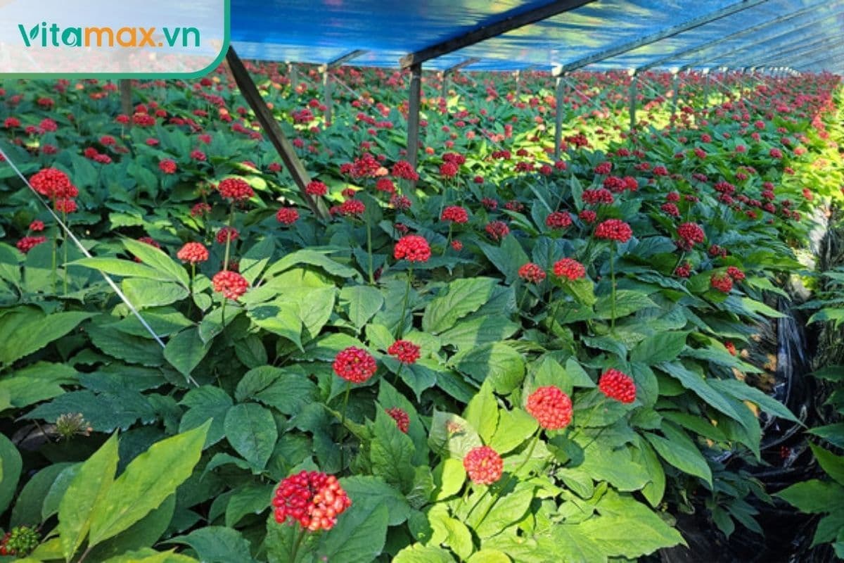 Mùa thu hoạch nhân sâm hàn quốc là khi nào?