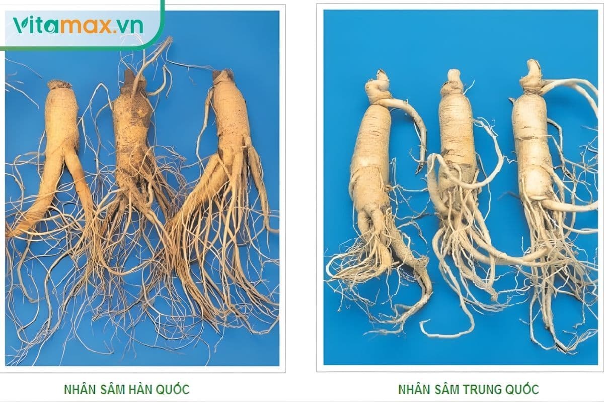 Cách phân biệt sâm Hàn Quốc và sâm Trung Quốc chỉ có dân buôn mới biết