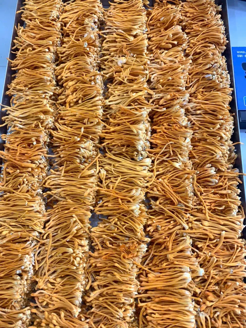 Hình Nấm Đông Trùng Hạ Thảo Tươi Vnherbs - 500g 2