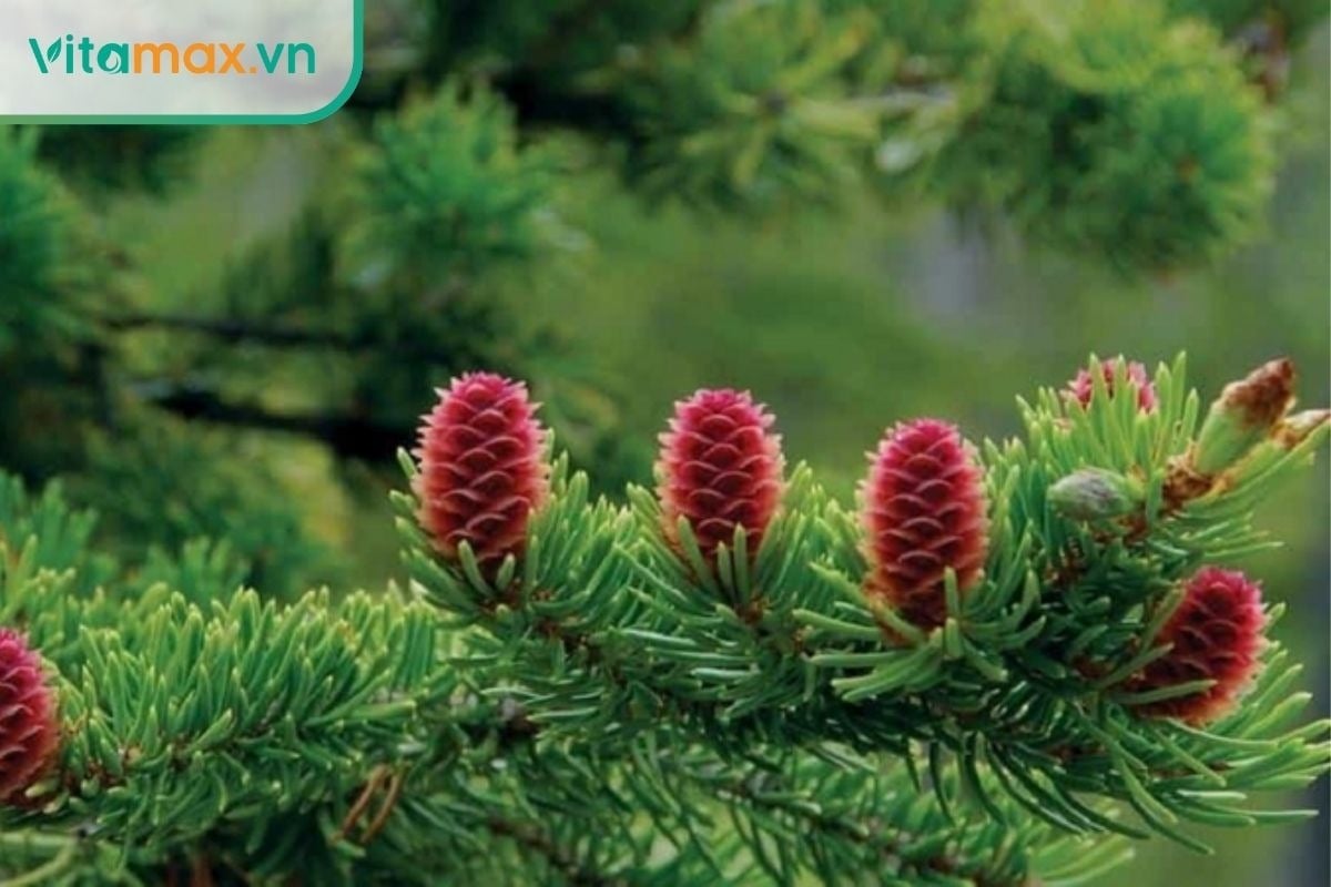 Lá thông đỏ Hàn Quốc dùng chiết xuất tinh dầu