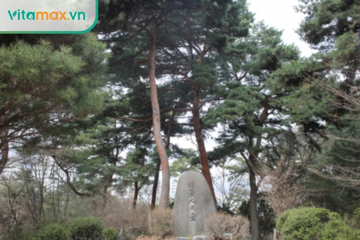 Rừng thông đỏ – nguồn nguyên liệu quý cho tinh dầu Hàn Quốc